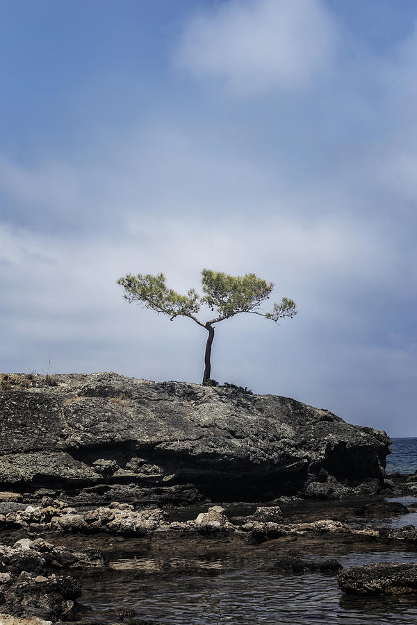 Tree Photograph - Pine Tree #2 by Joana Kruse