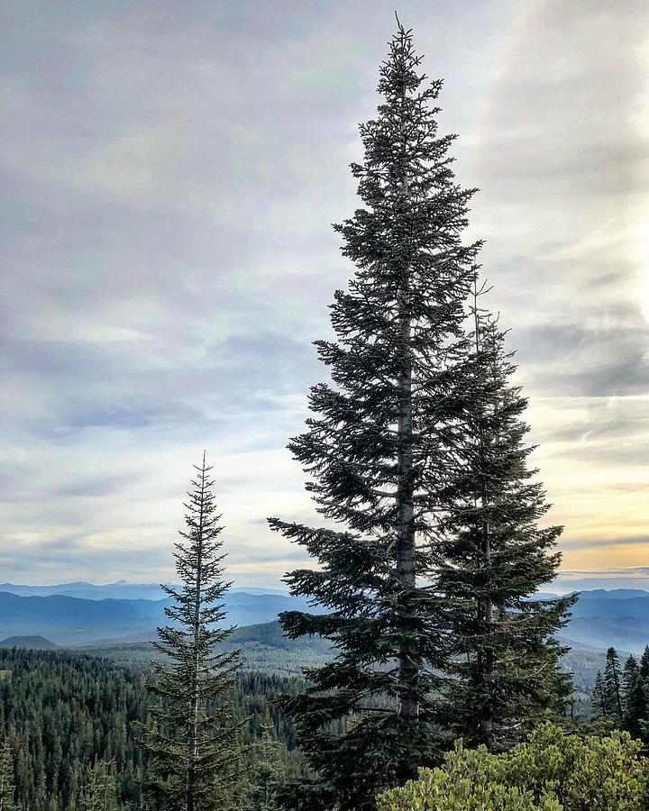 2 Pine Trees Photograph by JoAnn Lense