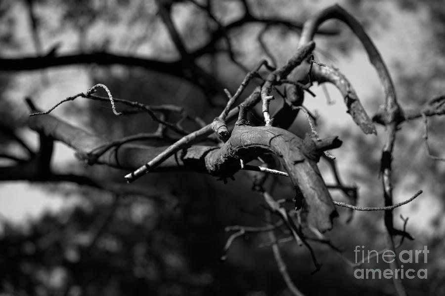 Pine Twigs #12 Photograph by Dariusz Gudowicz