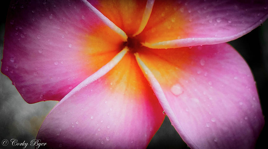 Pink And Orange Plumeria With Water Droplets Photograph by Corky Byer