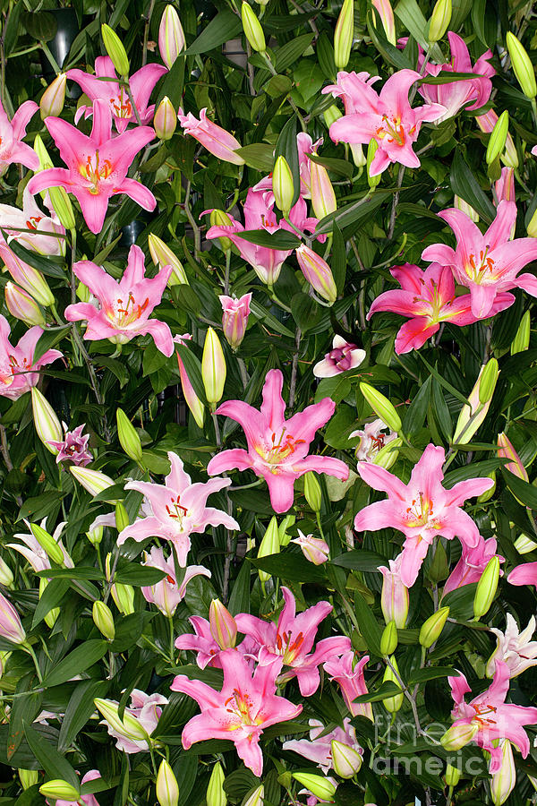 Pink Asiatic Lilies #2 Photograph by Anthony Totah