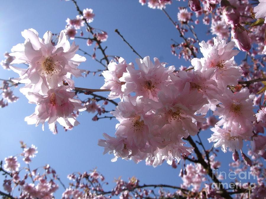 Spring Photograph - Pink Blossom #2 by Deborah Brewer