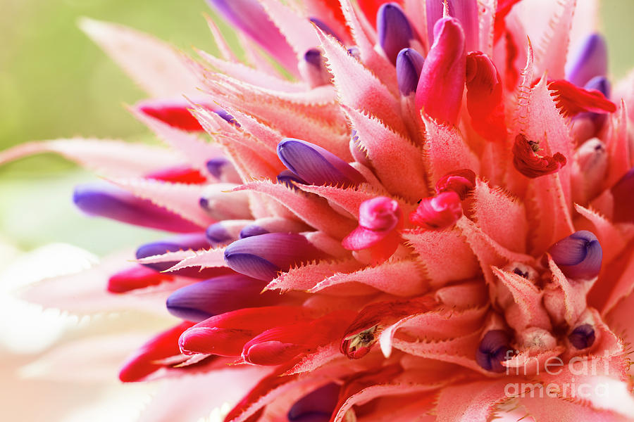 Pink Bromeliad Flower #2 Photograph by Raul Rodriguez