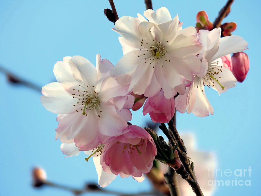 Pink Cherry Blossoms Photograph by Janice Drew