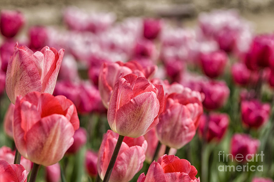 Tulip Photograph - Pink colored tulips by Patricia Hofmeester
