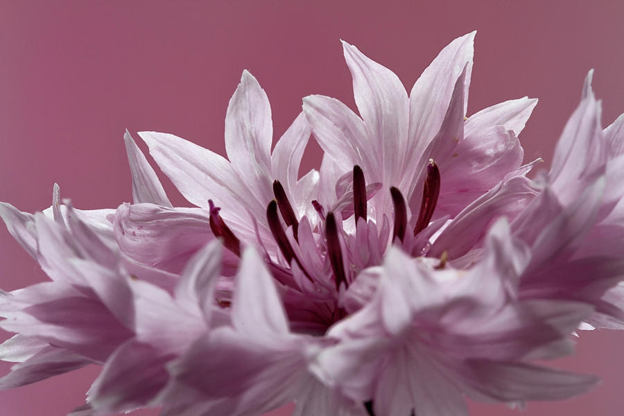 Pink Cornflower #2 Photograph by Shirley Mitchell