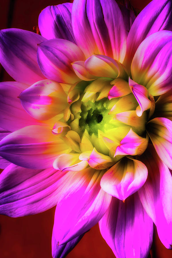 Pink Dahlia Close Up #2 Photograph by Garry Gay