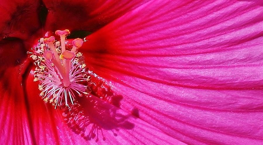 Pink Explosion #2 Photograph by Bruce Bley