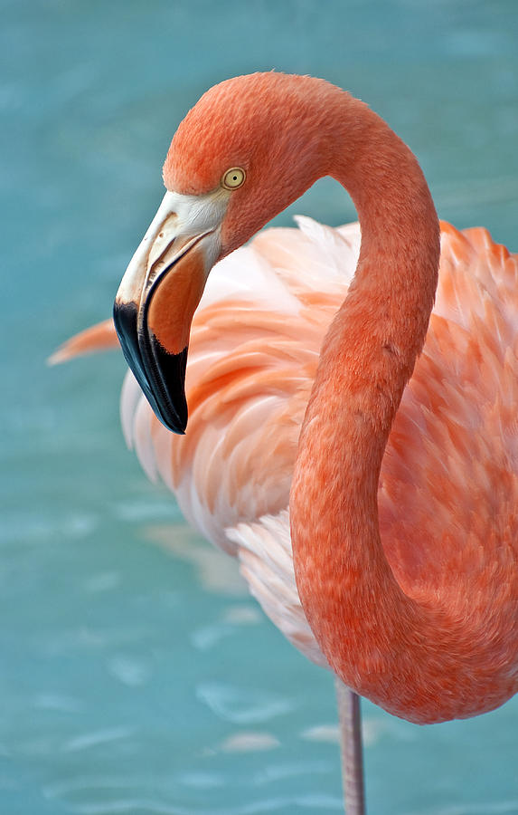 Flamingo Photograph - Pink Flamingo. #2 by Fernando Barozza