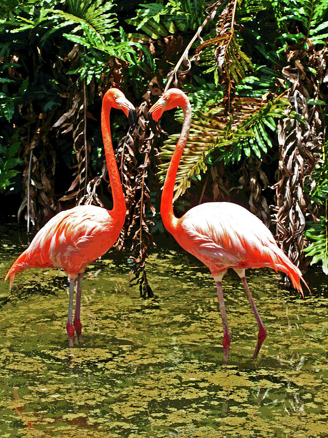 2 Pink Flamingos Photograph by Larry Oskin