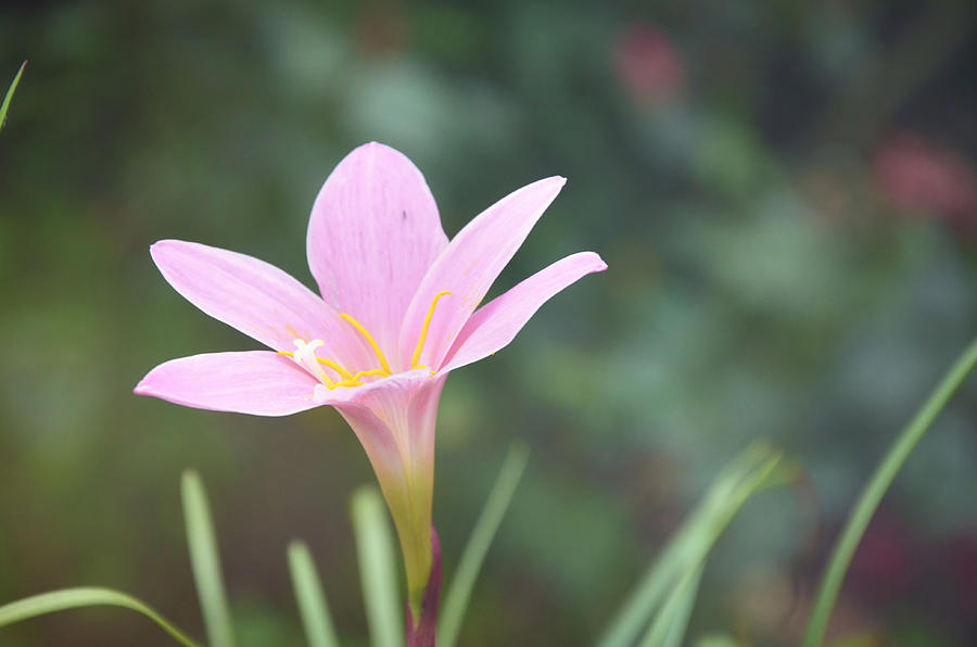 Still Life Photograph - Pink Flower #2 by Gordana Stanisic