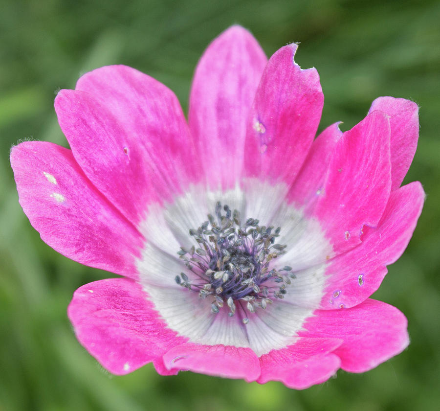 Spring Photograph - Pink Flower #2 by Martin Newman
