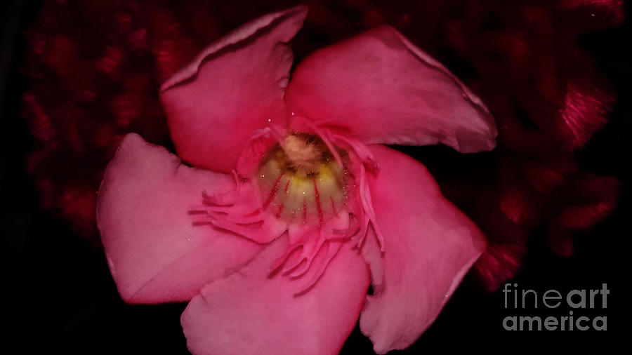 Nerium Oleander Photograph
