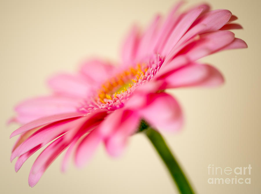 Pink Gerbera #2 Photograph by Colin Rayner