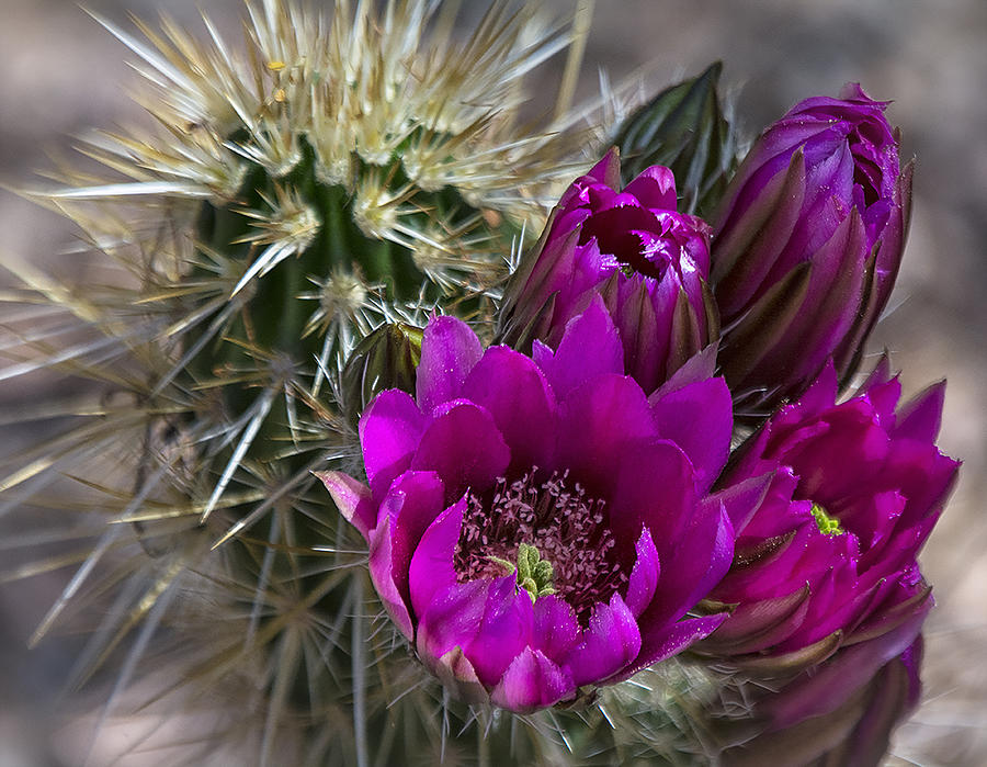 Pink Hedgehog Cactus  #3 Photograph by Saija Lehtonen