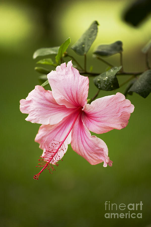 Pink Hibiscus #2 Photograph by Ron Dahlquist - Printscapes
