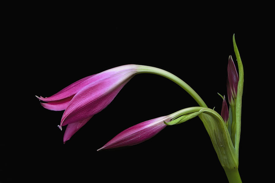 2 Pink Lilies Photograph by Ken Barrett