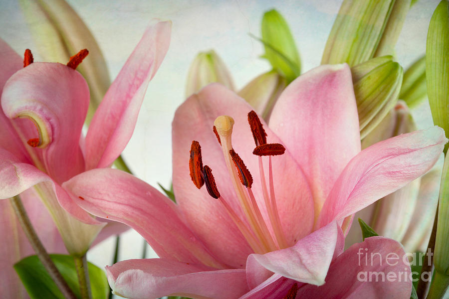 Lily Photograph - Pink Lilies #2 by Nailia Schwarz