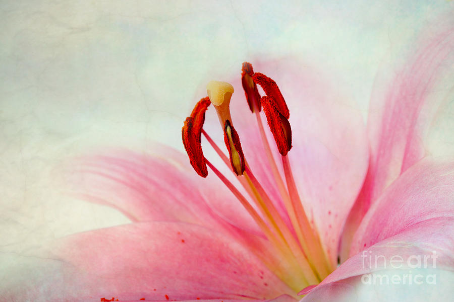 Lily Photograph - Pink Lily #2 by Nailia Schwarz