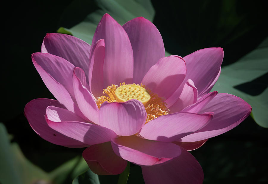 Pink Lotus Blossom #2 Photograph by Jack Nevitt