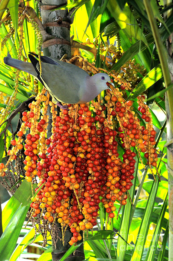 Pink-necked Green Pigeon Eating Palm #2 Photograph by Fletcher & Baylis
