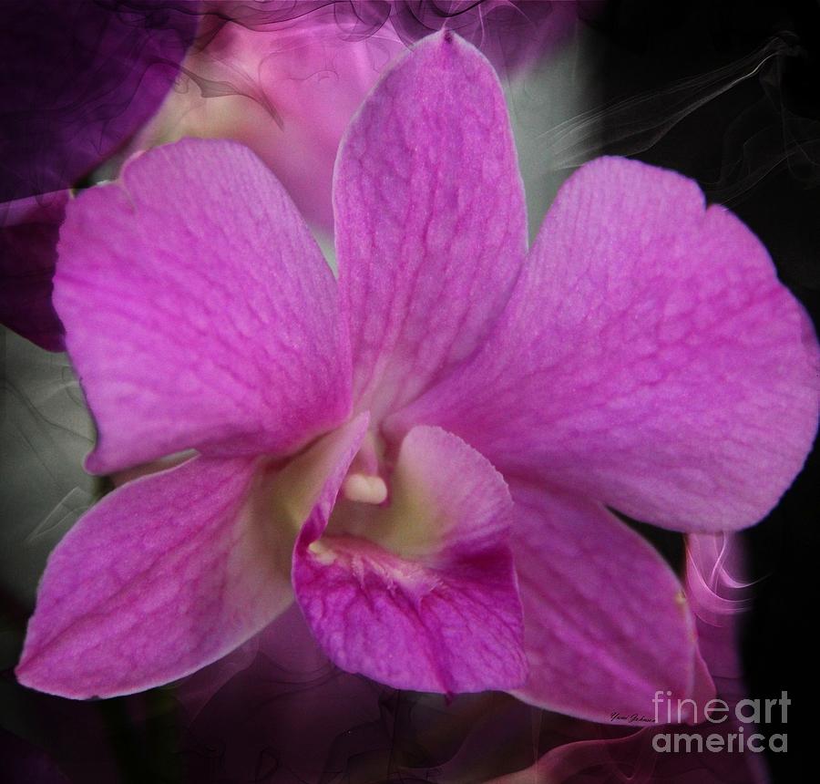 Pink Orchid #2 Photograph by Yumi Johnson