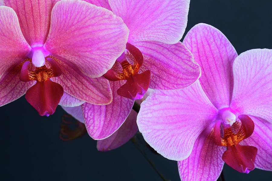 Nature Photograph - Pink Orchids #2 by Bruce Beck