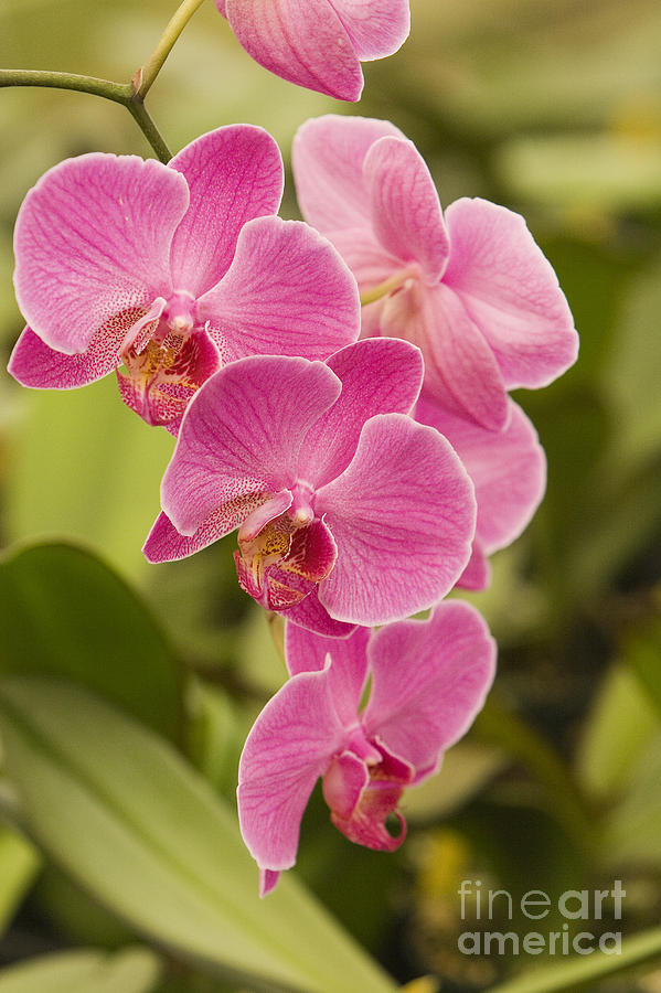 Orchid Photograph - Pink Orchids #2 by Ron Dahlquist - Printscapes
