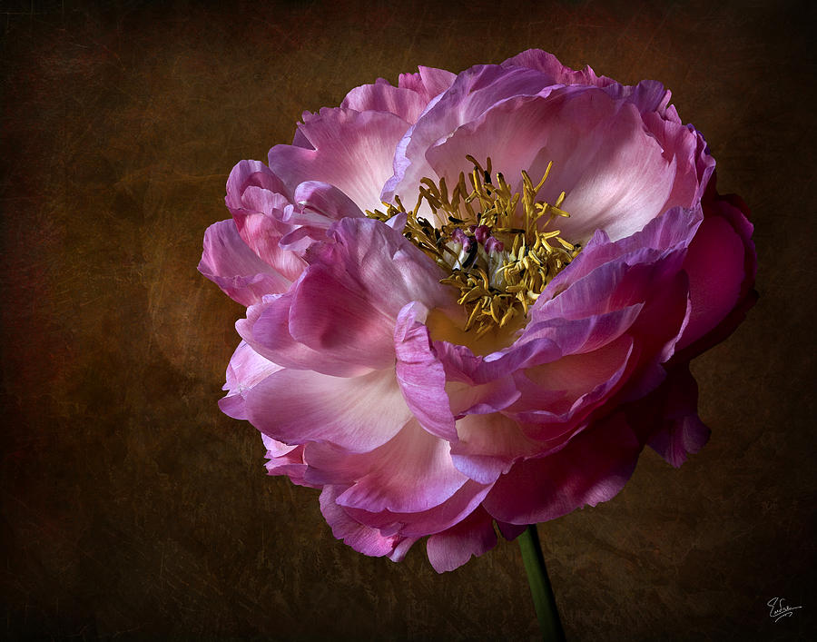 Pink Peony #2 Photograph by Endre Balogh