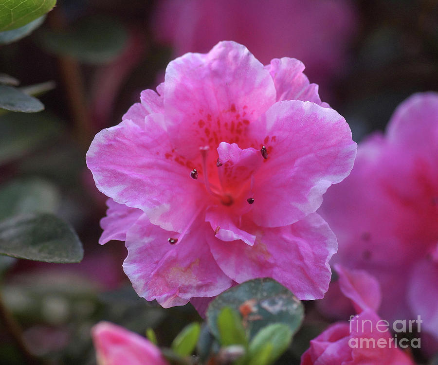 Pink Rhododendron 4 Photograph by Rudi Prott