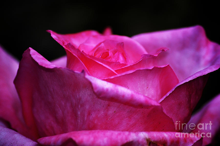 Pink Rose #2 Photograph by Clayton Bruster