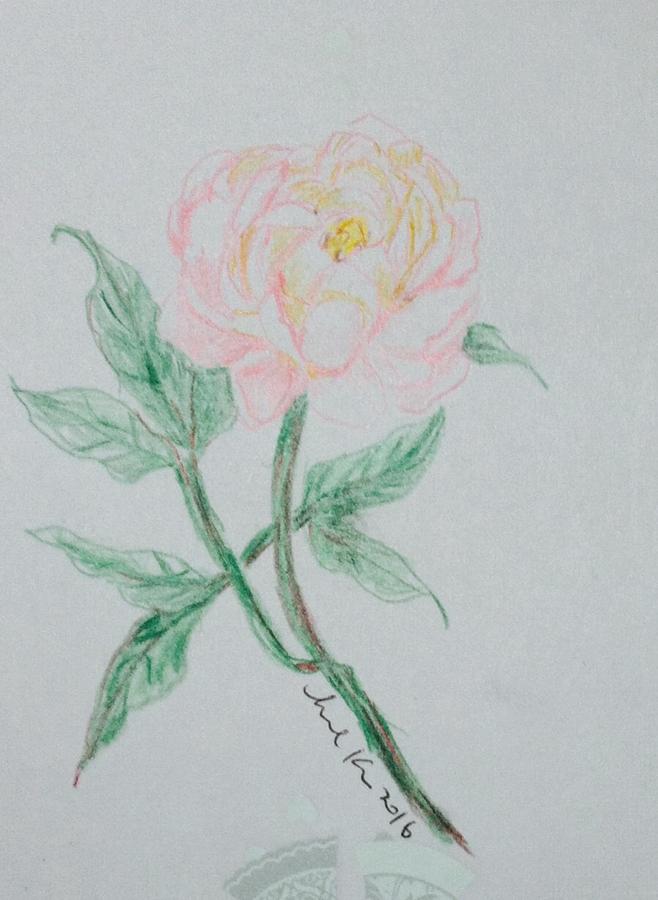 Pink rose  #2 Drawing by Hae Kim