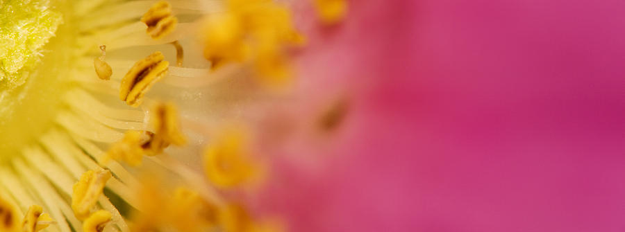 Flower Photograph - Pink rose #2 by Jouko Mikkola