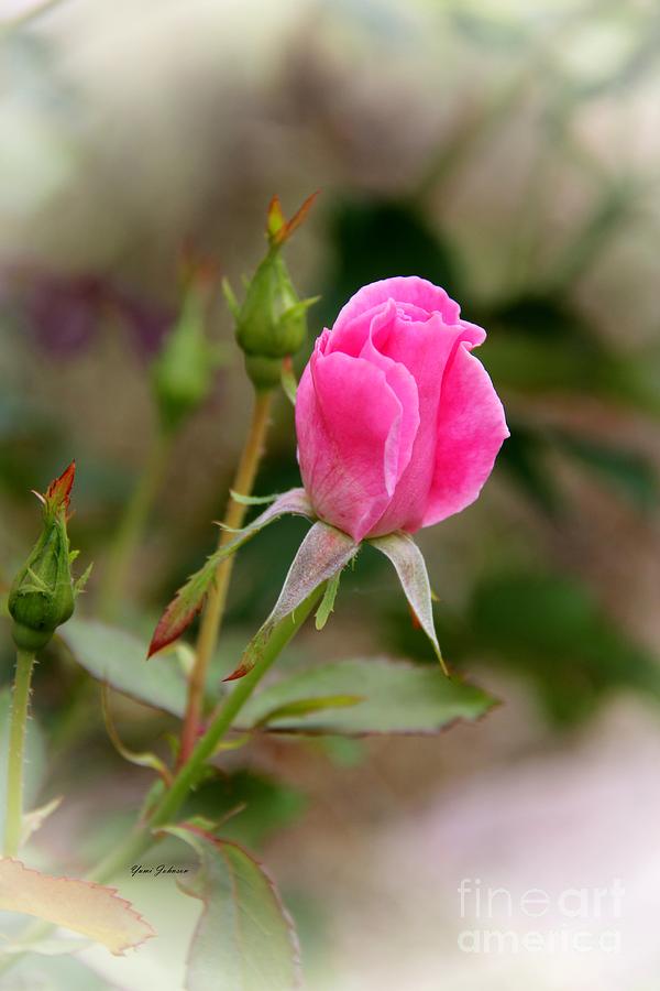 Pink Rose  Photograph by Yumi Johnson