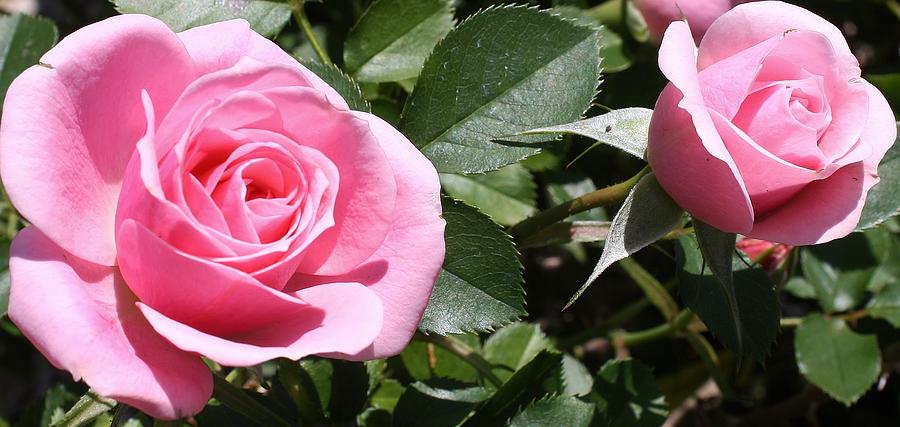 Nature Photograph - Pink Roses #2 by Bruce Bley
