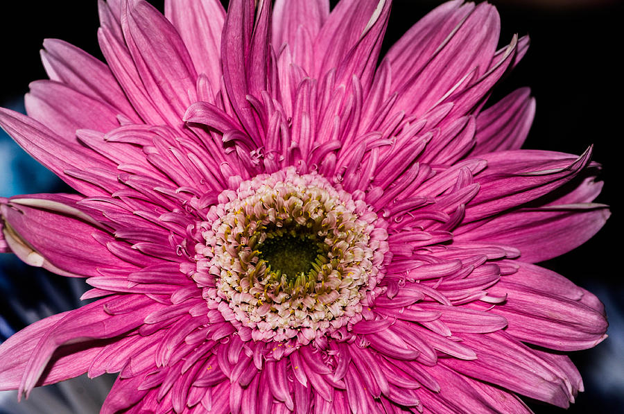 Pink sunflower #2 Photograph by Gerald Kloss