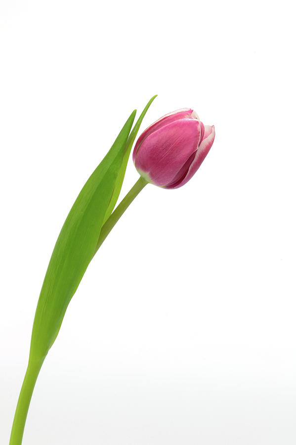 Pink Tulip Photograph by Carlos Ramos - Fine Art America