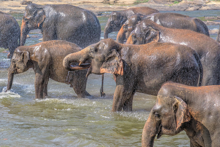 Elephant Photograph - Pinnawala - Sri Lanka #2 by Joana Kruse
