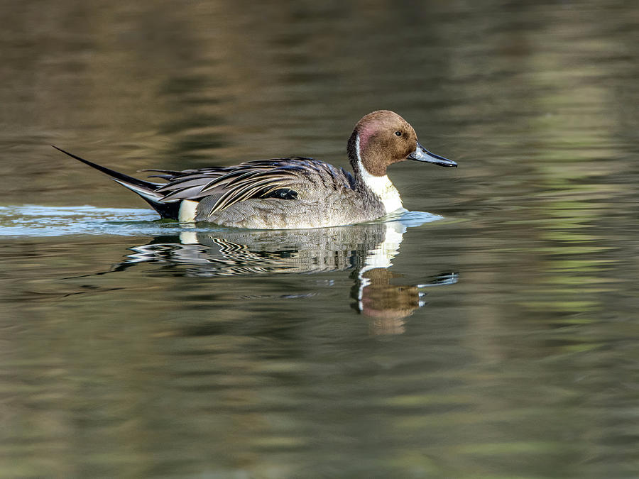 Pintail Duck #2 Photograph by Tam Ryan