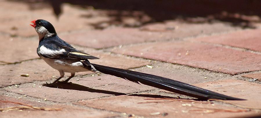 2 Pintailed Whydah Photograph by Linda Brody
