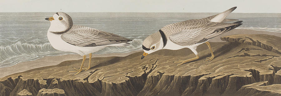 Piping Plover Painting by John James Audubon