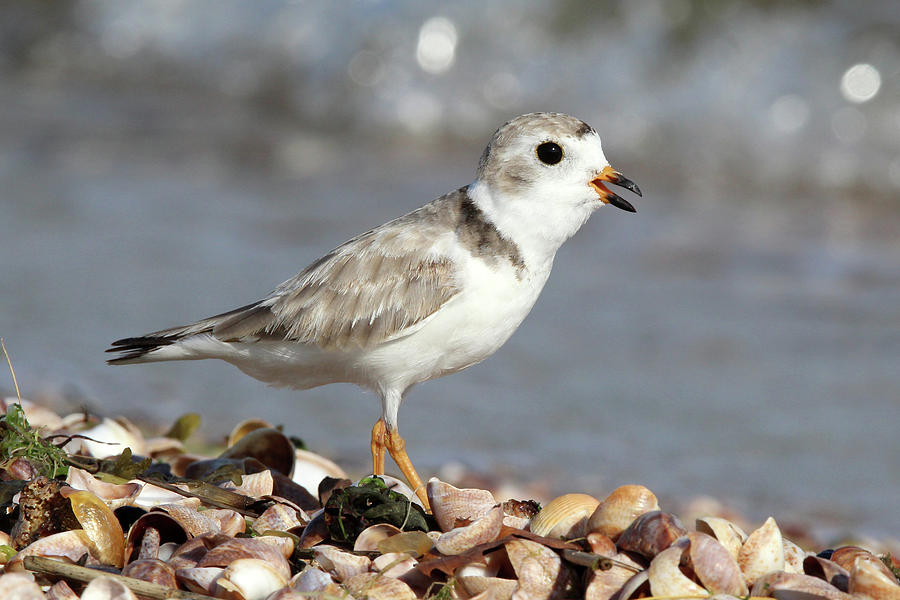 Piping Plover Port Jefferson New York  #2 Photograph by Bob Savage