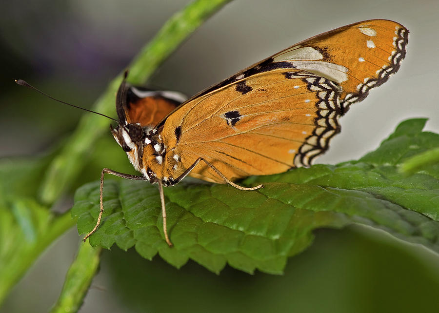 Plain Tiger Butterfly #2 Photograph by JT Lewis