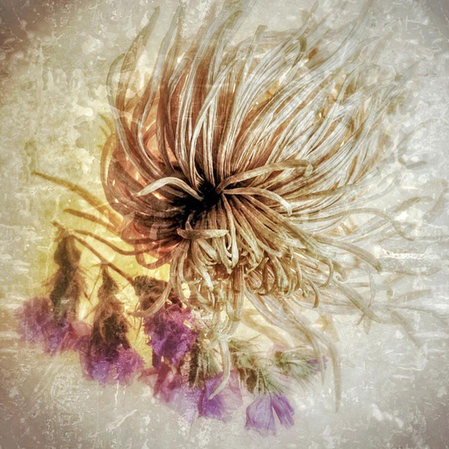 Nature Photograph - Playing With Flowers And Textures! #2 by Visions Photography by LisaMarie