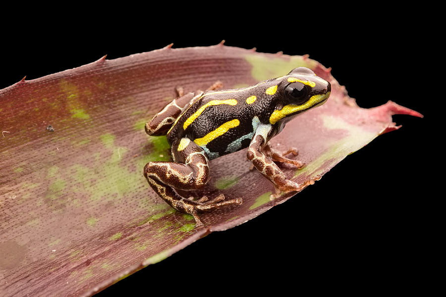 poison dart frog Peru Photograph by Dirk Ercken - Fine Art America