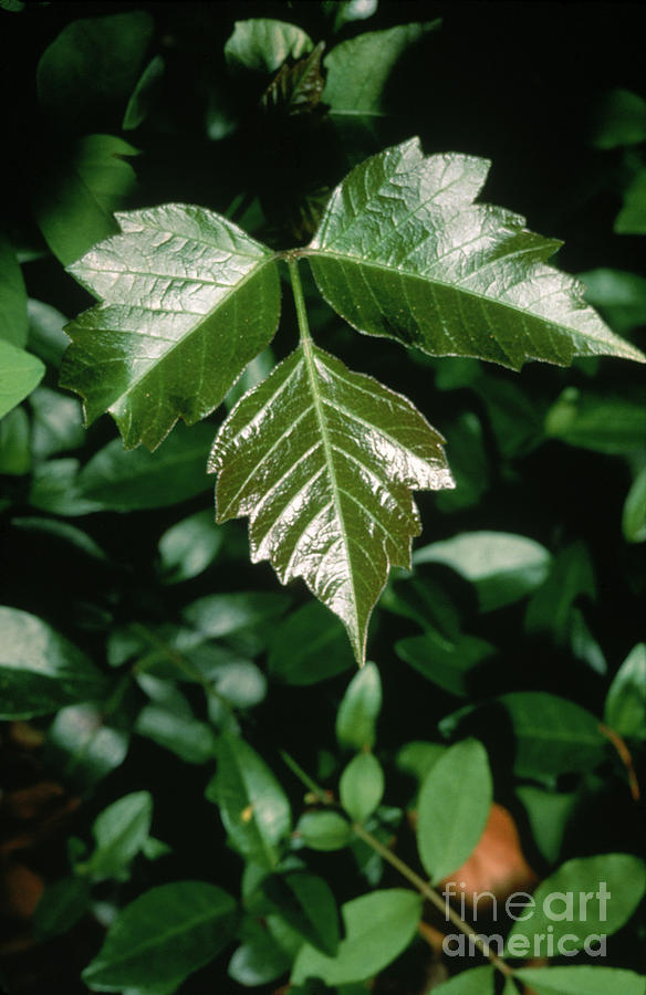 Poison Ivy #2 Photograph by John Kaprielian