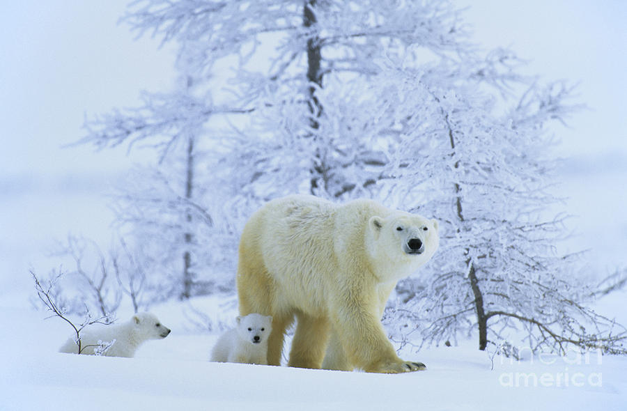 Polar Bear Photograph - Polar Bear And Cubs #2 by Jean-Louis Klein & Marie-Luce Hubert