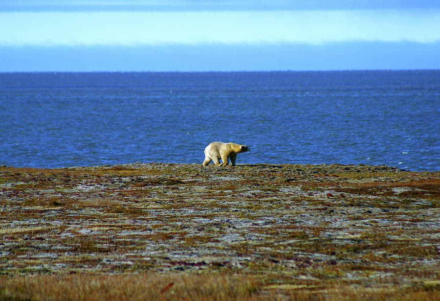 Polar Bear #2 Photograph by Anthony Jones