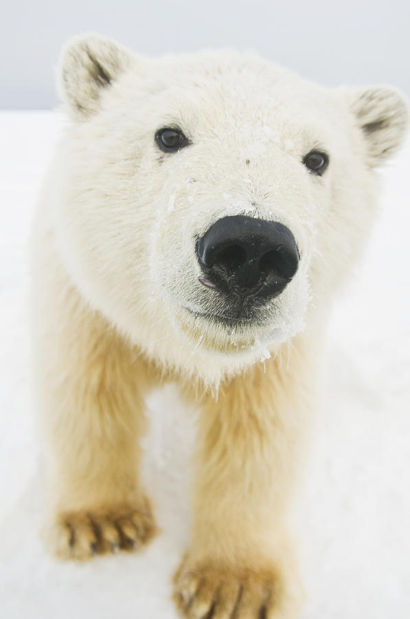 Wildlife Photograph - Polar Bear  Ursus Maritimus , Curious #2 by Steven Kazlowski