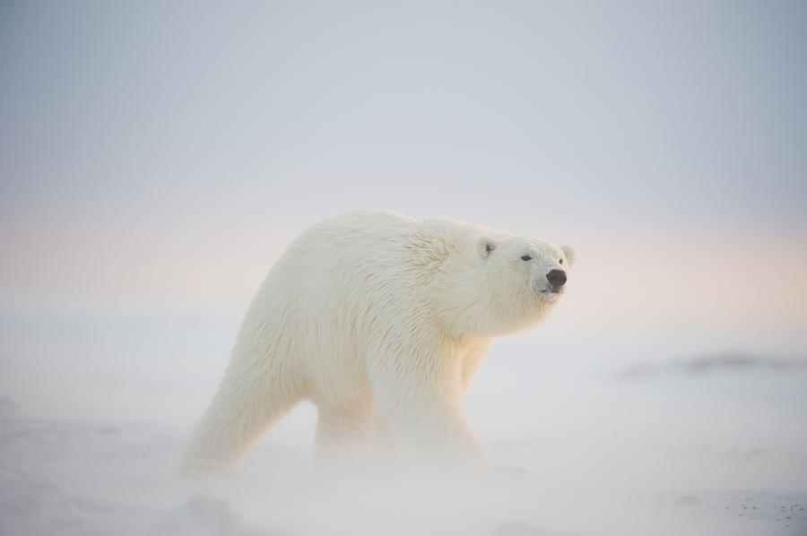 Nature Photograph - Polar Bear  Ursus Maritimus , Young #2 by Steven Kazlowski